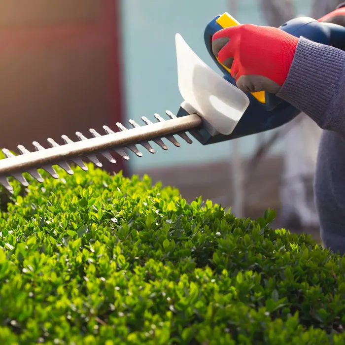 Person trimming hedge with trimmer